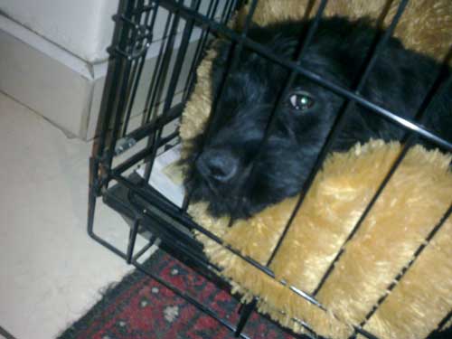 Bouvier VASCO CHEWBAKA v CAYA'S HOME